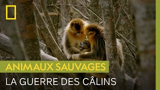 Cette mère doit sauver son bébé d'une guerre des câlins