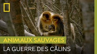 Documentaire Cette mère doit sauver son bébé d’une guerre des câlins