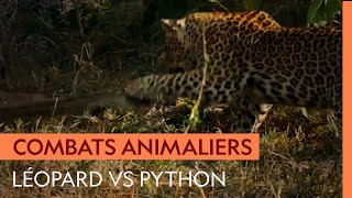 Documentaire Combat improbable entre un léopard et un python