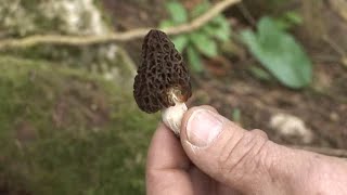 Documentaire Comment bien réussir votre récolte des champignons