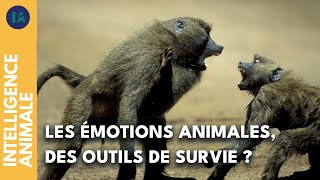 Documentaire Comment les émotions des animaux leur permettent de survivre