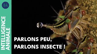 Comprendre le langage des insectes d'Amazonie