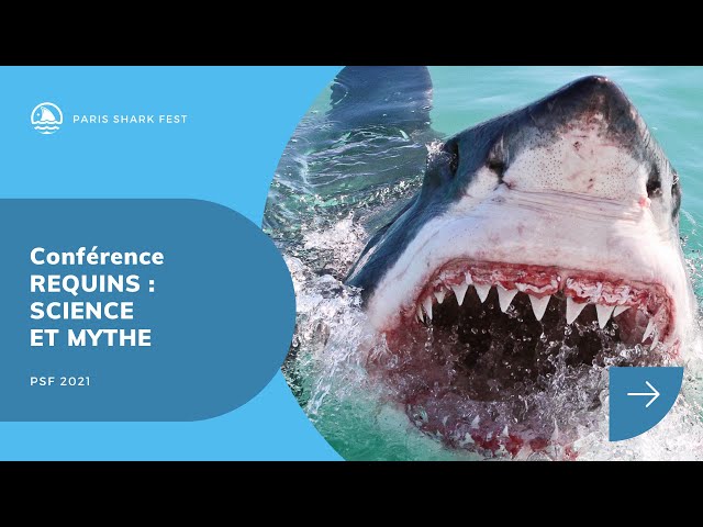 Documentaire Requins : science et mythe