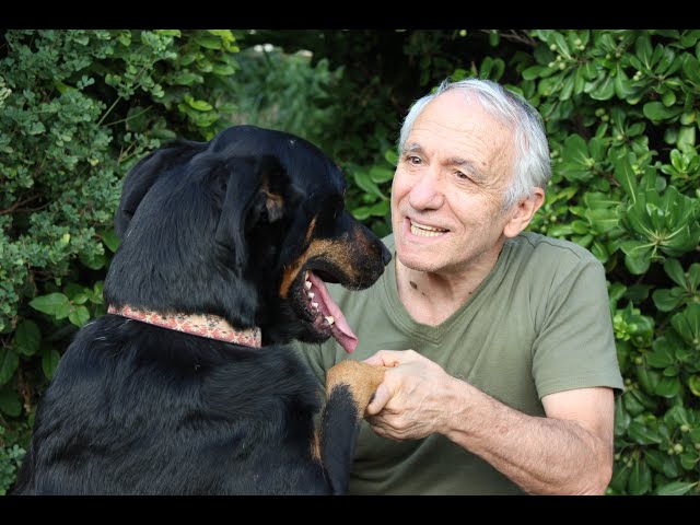 Le loup est l’ancêtre du chien