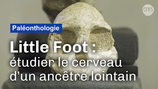 Dans les pas de Little Foot