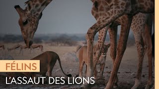 Documentaire Des lions prennent en chasse une girafe