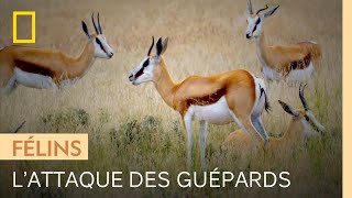 Deux guépards apprennent à chasser en équipe
