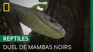 Deux mambas noirs s'affrontent pour s'accoupler avec une femelle