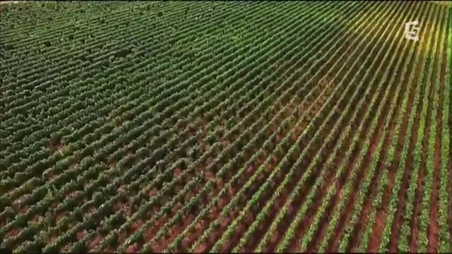 Champagnes et cremants une histoire de bulles
