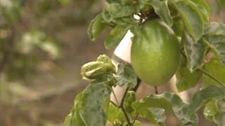 En Colombie, le fruit de la passion est une pépite d'or