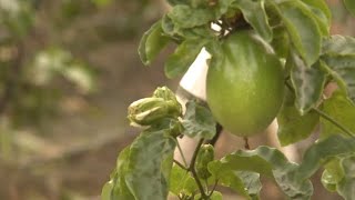 Documentaire En Colombie, le fruit de la passion est une pépite d’or