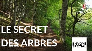 Le secret des arbres