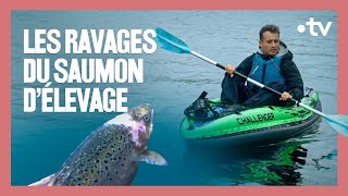 Faut-il arrêter de manger du saumon d'élevage ?