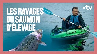 Documentaire Faut-il arrêter de manger du saumon d’élevage ?