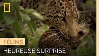 Documentaire Ils pistent un léopard et assistent à un merveilleux spectacle