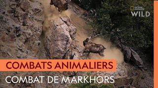 Impressionnant combat entre deux markhors, rois des falaises