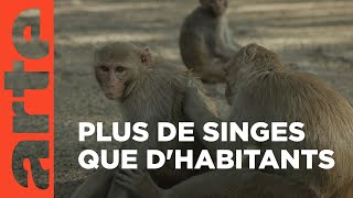 Documentaire Inde : New-Delhi, la planète des singes
