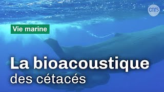 Documentaire La bioacoustique des cachalots