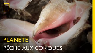 La conque : ingrédient local des Bahamas