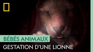 La gestation d'une lionne est très risquée