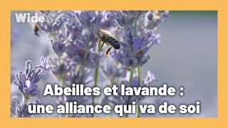 La lavande, meilleure alliée de la Provence