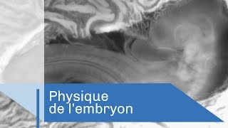 La physique de l'embryon