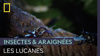 La séduction est risquée chez les lucanes