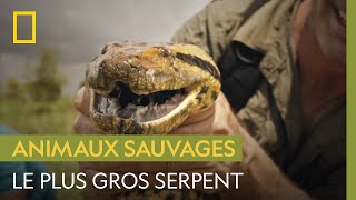 L'anaconda est le serpent constricteur le plus gros du monde