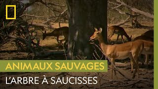 L'arbre à saucisses, lieu de rencontre des animaux