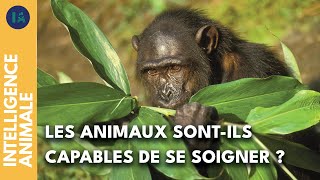 L'automédication chez les singes