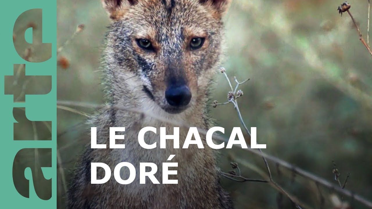 Le chacal doré | Les animaux sauvages d'Europe