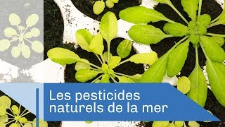 Le champs des possibles