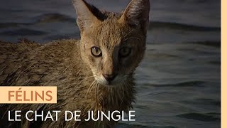 Documentaire Le chat de jungle, un petit félin qui aime l’eau