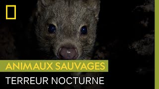 Documentaire Le chat marsupial à queue tachetée, terreur nocturne