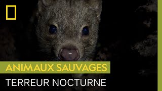 Le chat marsupial à queue tachetée, terreur nocturne