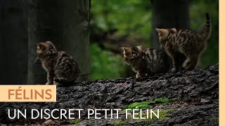 Documentaire Le chat sauvage européen, très présent mais invisible