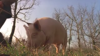 Le cochon truffier, un investissement rentable