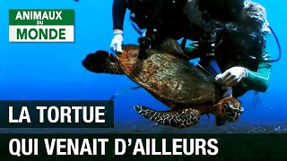 Documentaire Le destin des tortues marines