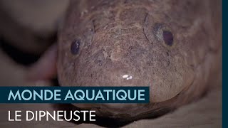 Documentaire Le dipneuste, un poisson préhistorique qui peut respirer dans l’air comme un mammifère