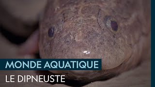 Le dipneuste, un poisson préhistorique qui peut respirer dans l’air comme un mammifère