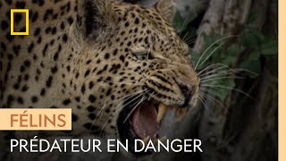 Le léopard, prédateur menacé par l'Homme