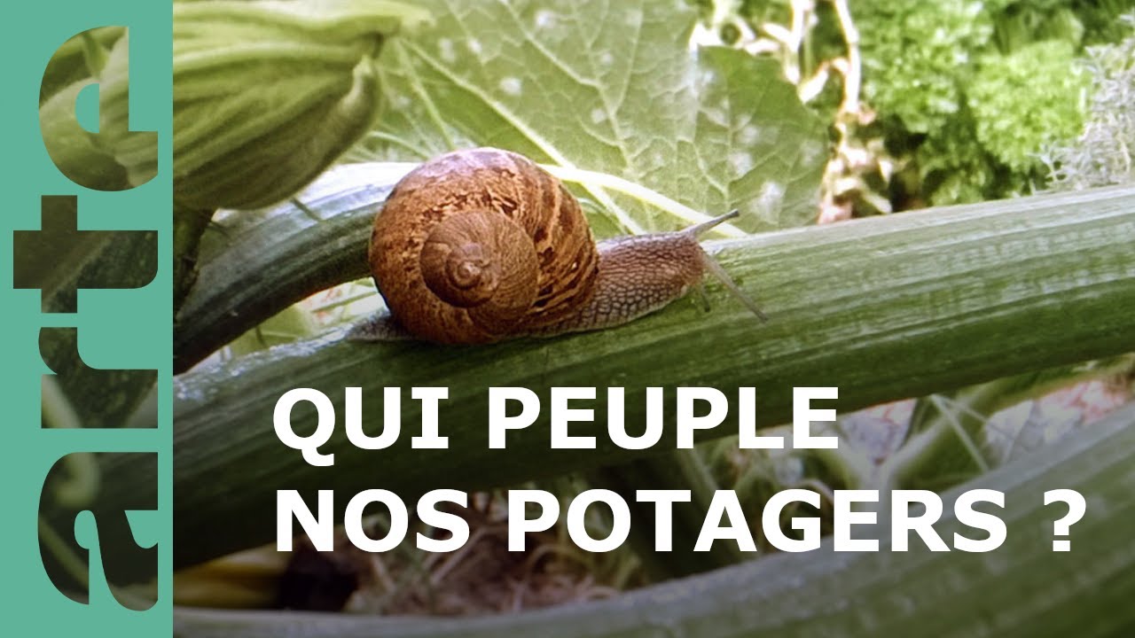 Documentaire Le petit peuple du potager