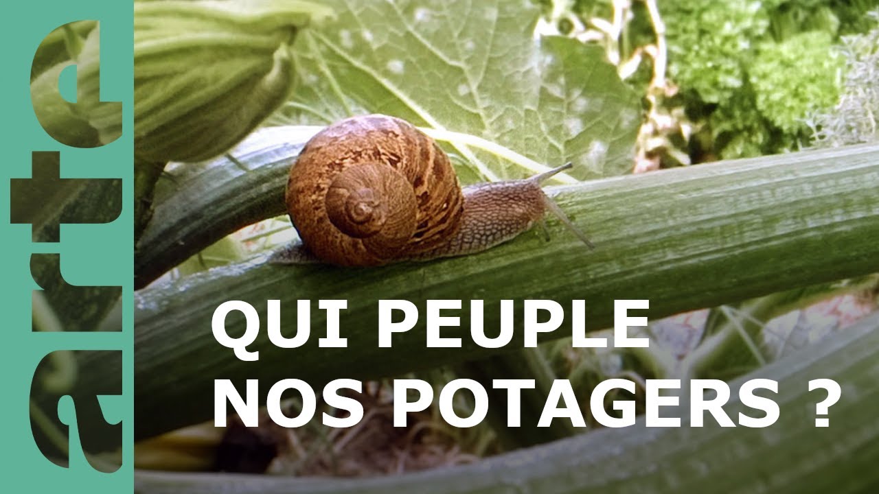 Le petit peuple du potager