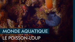 Le poisson-loup, poisson des abysses