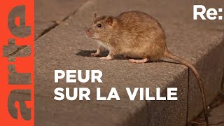 Le rat : ennemi public