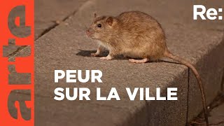 Documentaire Le rat : ennemi public