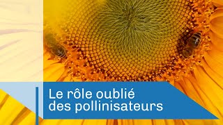 Documentaire Le rôle oublié des pollinisateurs