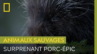 Le secret des porcs-épics pour survivre dans le froid