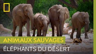 L'éléphant du désert, un géant qui s'adapte à son environnement
