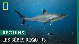 Les bébés requins sont de fragiles créatures